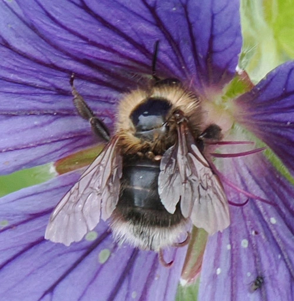 Bombus-hypnorum